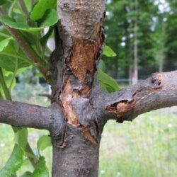 Что делать в случае повреждения коры дерева