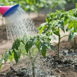 Правила полива растений на огороде